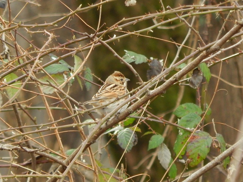 Migliarino di palude (Emberiza schoeniclus)